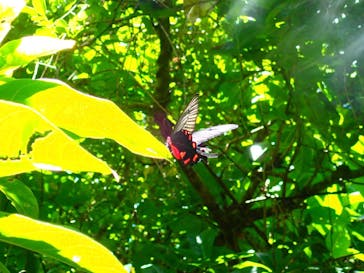 西表島 ADVENTURE PiPi（アドベンチャーピピ）に投稿された画像（2019/7/28）