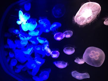 マリンワールド海の中道に投稿された画像（2019/7/28）