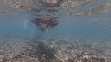 diving&workshop IHANASHI（ダイビングアンドワークショップイハナシ）に投稿された画像（2019/7/29）