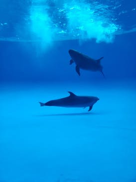 アクアワールド茨城県大洗水族館に投稿された画像（2019/7/31）