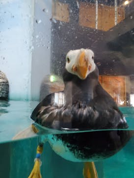 アクアワールド茨城県大洗水族館に投稿された画像（2019/7/31）