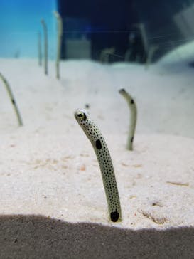 アクアワールド茨城県大洗水族館に投稿された画像（2019/7/31）