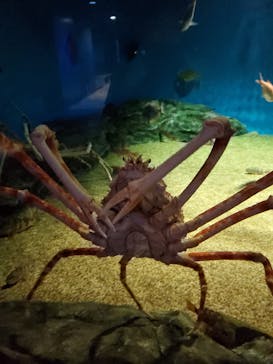 アクアワールド茨城県大洗水族館に投稿された画像（2019/7/31）