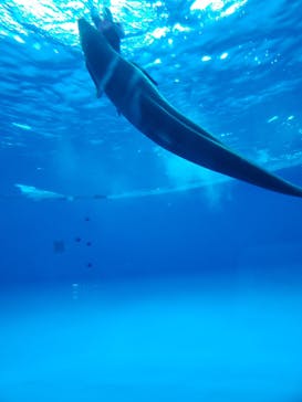 アクアワールド茨城県大洗水族館に投稿された画像（2019/7/31）