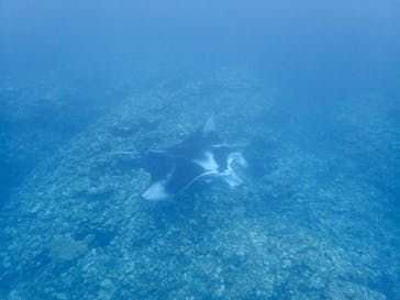 南ぬ島DIVESITEに投稿された画像（2019/7/31）