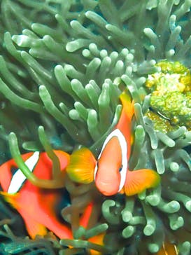 南ぬ島DIVESITEに投稿された画像（2019/7/31）