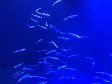 上越市立水族博物館 うみがたりに投稿された画像（2019/8/4）