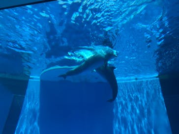 上越市立水族博物館 うみがたりに投稿された画像（2019/8/4）