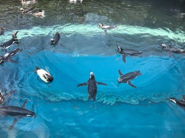 上越市立水族博物館 うみがたりに投稿された画像（2019/8/4）