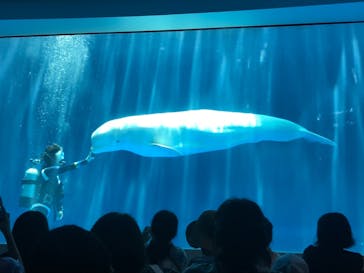 上越市立水族博物館 うみがたりに投稿された画像（2019/8/4）