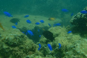 ダイビングショップ Sea Free（シーフリー）に投稿された画像（2019/8/6）