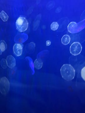 すみだ水族館に投稿された画像（2019/8/6）