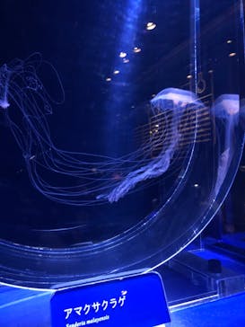 すみだ水族館に投稿された画像（2019/8/6）