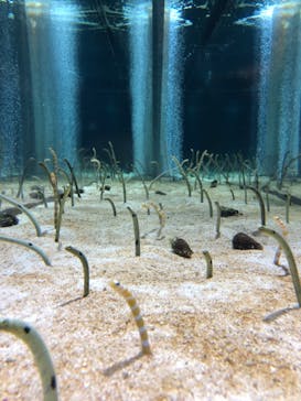 すみだ水族館に投稿された画像（2019/8/6）