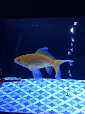 すみだ水族館に投稿された画像（2019/8/6）