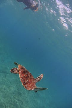 初心者専門店NEOMARINE石垣島に投稿された画像（2019/8/9）