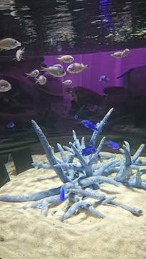 NIFREL（ニフレル）に投稿された画像（2019/8/10）