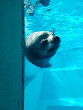 マリンワールド海の中道に投稿された画像（2019/8/10）