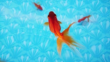 すみだ水族館に投稿された画像（2019/8/10）