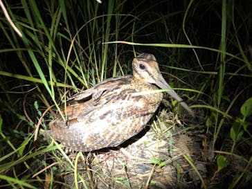 奄美ナイトツアーサービスに投稿された画像（2019/8/10）