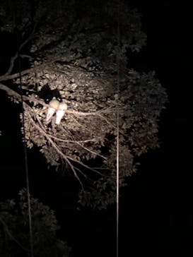 奄美ナイトツアーサービスに投稿された画像（2019/8/10）