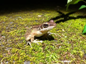 奄美ナイトツアーサービスに投稿された画像（2019/8/10）