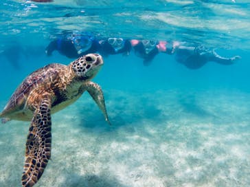 アマミエンシスに投稿された画像（2019/8/10）