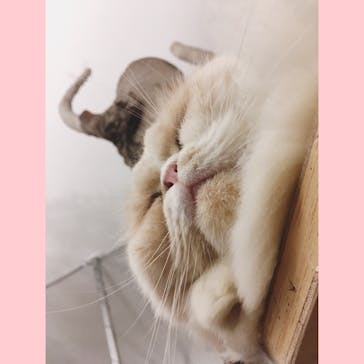 Moff アニマル カフェ イーアス 高尾店に投稿された画像（2019/8/10）