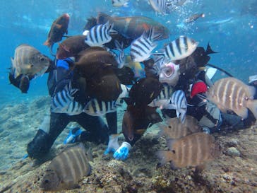 diving&workshop IHANASHI（ダイビングアンドワークショップイハナシ）に投稿された画像（2019/8/11）