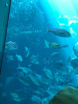 下田海中水族館に投稿された画像（2019/8/12）