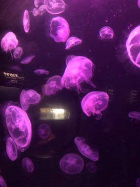 下田海中水族館に投稿された画像（2019/8/12）