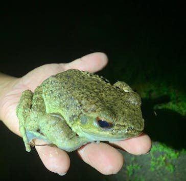 奄美ナイトツアーサービスに投稿された画像（2019/8/12）