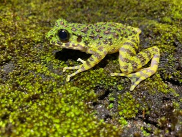 奄美ナイトツアーサービスに投稿された画像（2019/8/12）