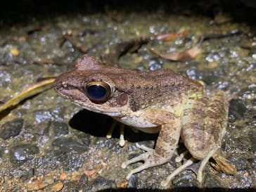 奄美ナイトツアーサービスに投稿された画像（2019/8/12）