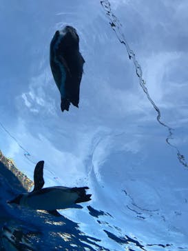 サンシャイン水族館に投稿された画像（2019/8/12）