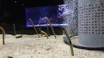 すみだ水族館に投稿された画像（2019/8/13）