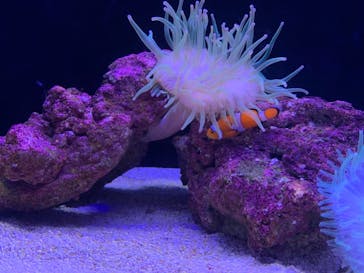 すみだ水族館に投稿された画像（2019/8/14）