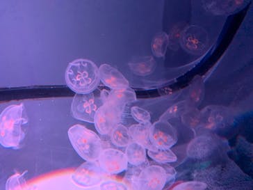 すみだ水族館に投稿された画像（2019/8/14）