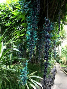 熱川バナナワニ園に投稿された画像（2019/8/14）