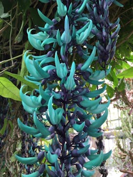 熱川バナナワニ園に投稿された画像（2019/8/14）