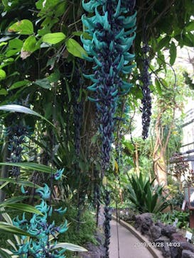 熱川バナナワニ園に投稿された画像（2019/8/14）