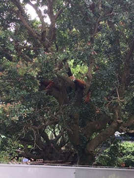 熱川バナナワニ園に投稿された画像（2019/8/14）