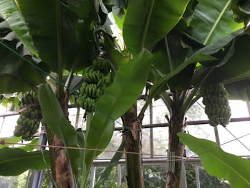 熱川バナナワニ園に投稿された画像（2019/8/14）