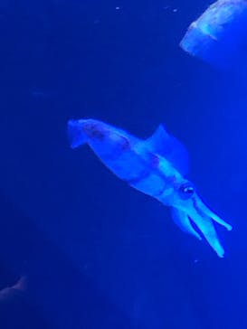 上越市立水族博物館 うみがたりに投稿された画像（2019/8/15）