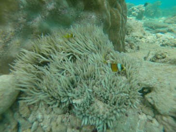 武藤潜水に投稿された画像（2019/8/16）