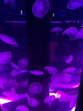 マクセル アクアパーク品川に投稿された画像（2019/8/16）