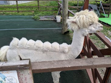 八ヶ岳アルパカ牧場に投稿された画像（2019/8/17）