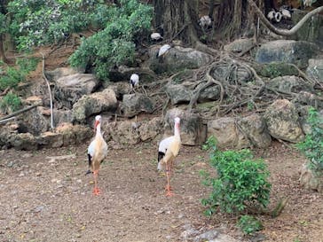 ネオパークオキナワに投稿された画像（2019/8/18）