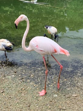 ネオパークオキナワに投稿された画像（2019/8/18）