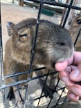 しろとり動物園に投稿された画像（2019/8/18）